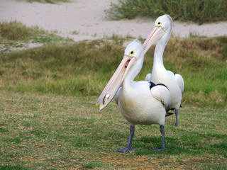 Pelicans eating fish