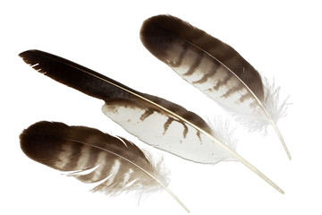 Buzzard eagle feather isolated on white