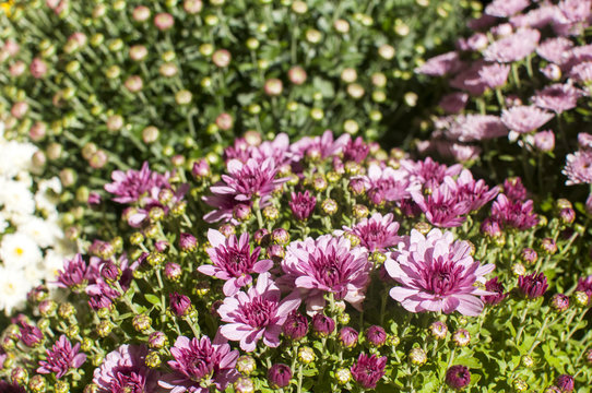 Purple chrysanthemums closeup as background to sunlight