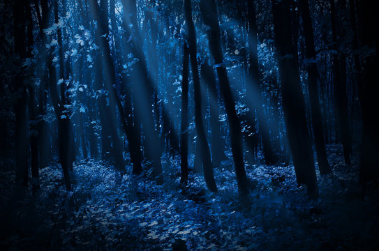 Forest on moonlit night