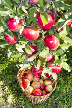 Reds ripe apples on apple in