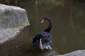 Black Swan shows leg