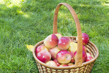 basket with red apples in the garden