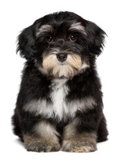 Beautiful cute  little havanese puppy is sitting frontal