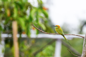 Little Green Bee Eater bird