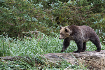 Fototapeta premium Bear on tree