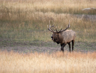 Naklejka na ściany i meble North American elk