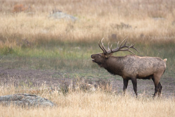 North American elk