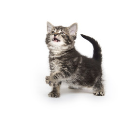 Cute tabby kitten