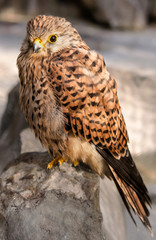 hawk bird