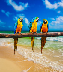 Fototapeta na wymiar Blue-and-Yellow Macaw parrots on beach