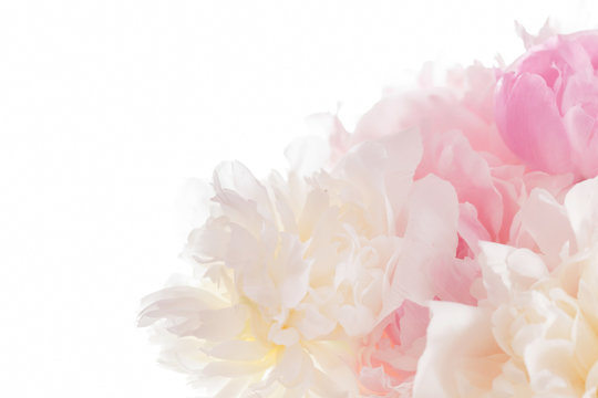 Fototapeta peony on the white