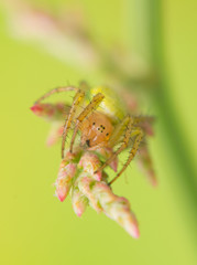 Spider