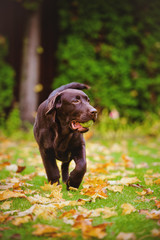 labrador retriever puppy