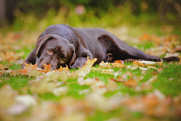 sad labrador retriever puppy outdoors in autumn