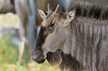 Obraz premium Blue Wildebeest calf