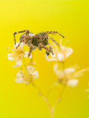 Jumping spider