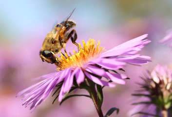 Bee on a purple aster