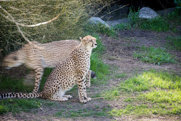 Fototapeta na wymiar Cheetah looking with caution. Fast Feline animal. Motion and Mov