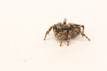 Jumping spider