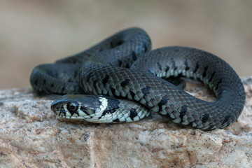 Fototapeta premium macro of a grass snake in the nature
