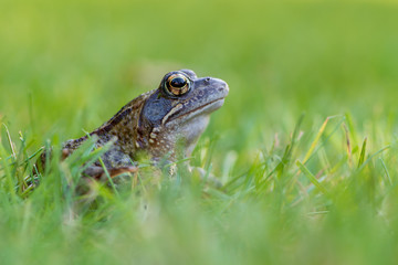 Rana temporaria