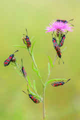 macro of a Zygaena filipendulae