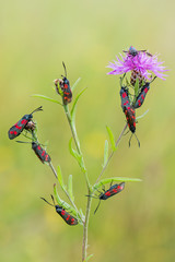 macro of a Zygaena filipendulae