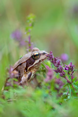 Rana temporaria