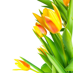 blossoming bunch spring yellow Tulips flower colorful is isolate