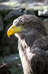 golden eagle