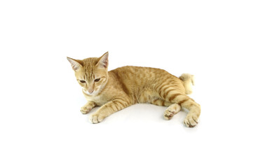 cat isolated on white background