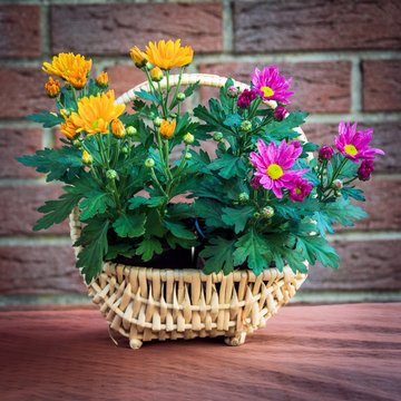 Chrysanthemen im K&ouml;rbchen