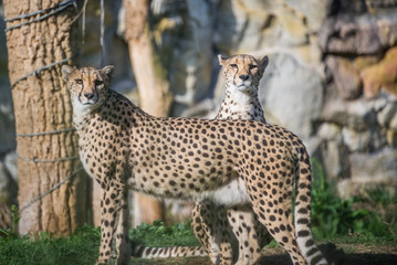 Couple of Cheetah looking with caution. Fast Feline animal.