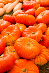 Obraz premium Pumpkin patch