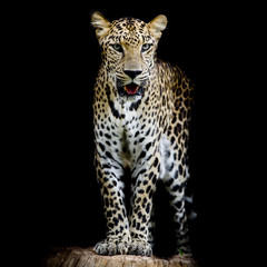 close up Leopard Portrait