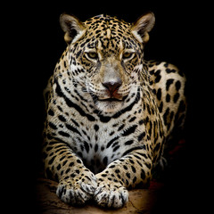 Fototapeta premium Leopard portrait