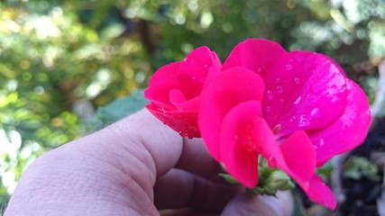 Flor mojada
