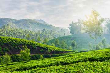 Fototapeta na wymiar Green tea plantations in Munnar, Kerala, India