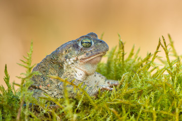Bufo calamita