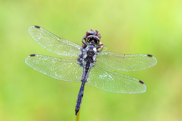 Sympetrum danae