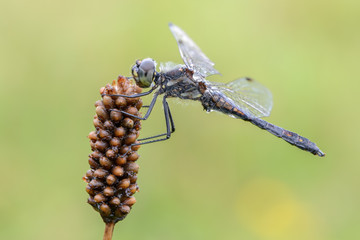 Sympetrum danae