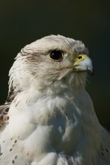 Close-up of head of gyrfalcon looking up