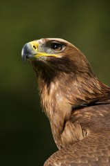 Close-up of sunlit golden eagle staring upwards