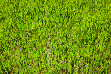 Rice paddy field close up