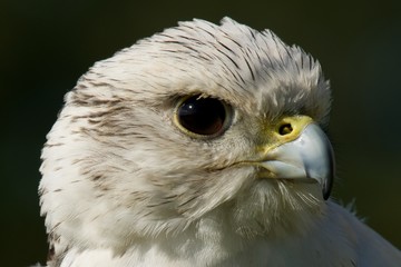 Close-up of white gyrfalcon head in profile