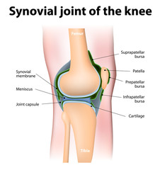 Synovial bursa of the human knee