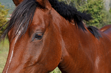 Obraz premium horse face and eye - details