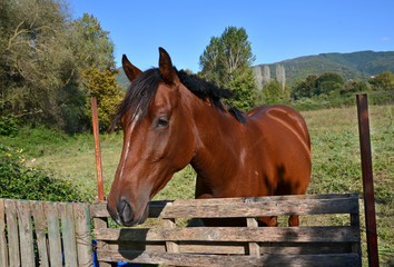 young horse in autumn meadow