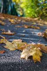 Blätter des Herbstes